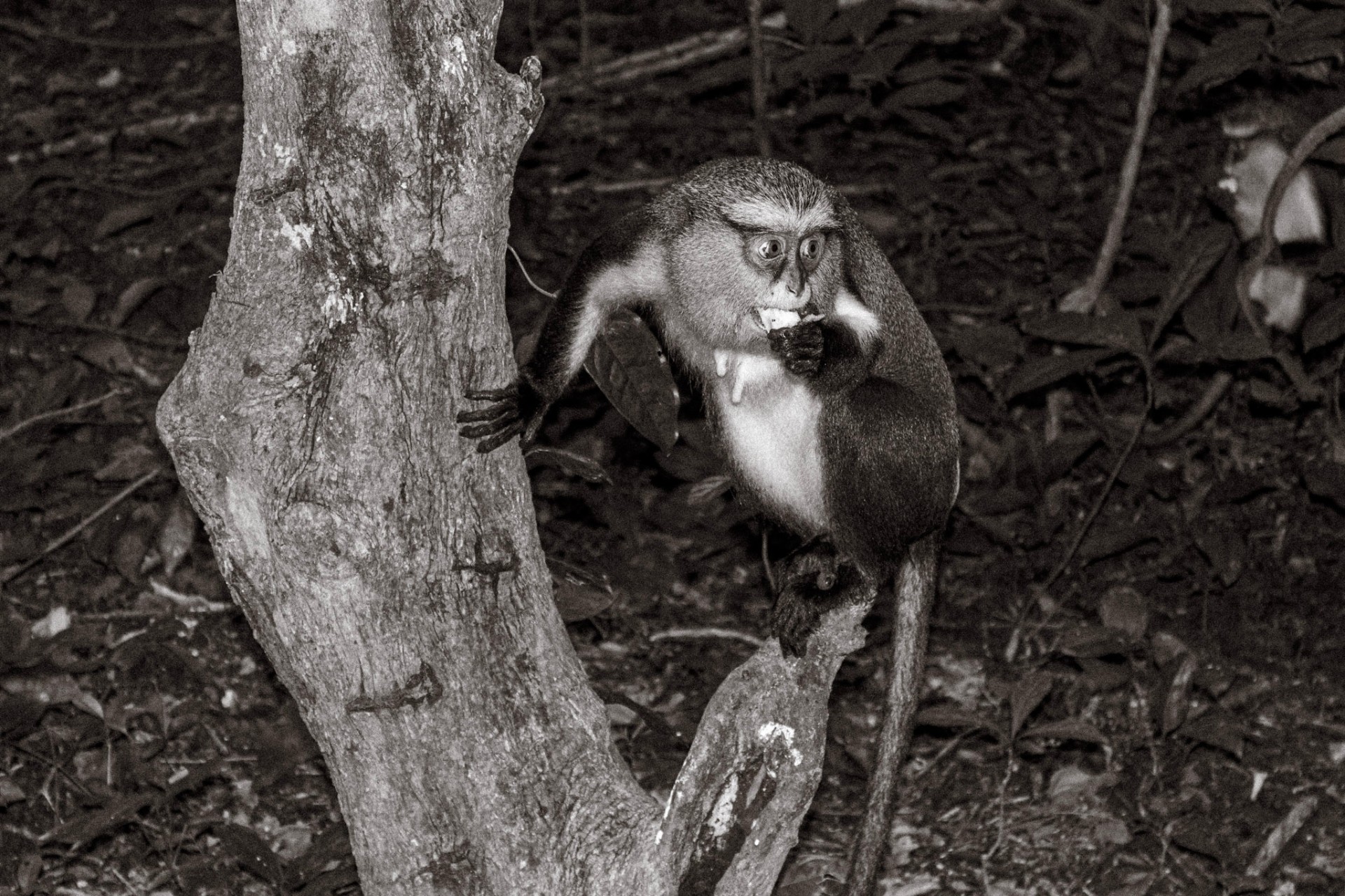 Mona monkey clinging to a tree in the Ghanaian bush